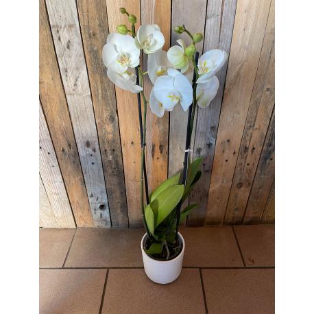 Orchidées avec cache pot