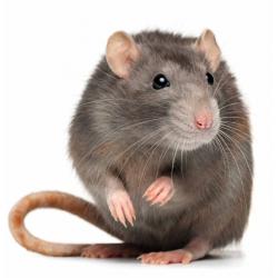 Rat