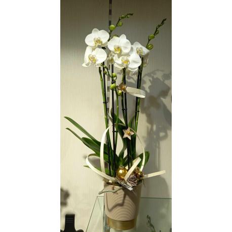 Orchidée Blanche Orchidée Blanche