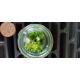 Terrarium "mini-ourson"