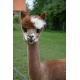 Pelote 100% laine d'alpaga marron clair