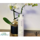 Shampooing "Silver" WUNDERBAR
