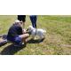 Coaching accueil chiot et chien