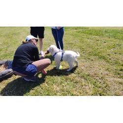 Coaching accueil chiot et chien