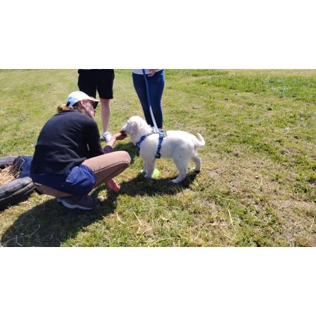 Coaching accueil chiot et chien