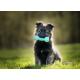 Maternelle pour chiots