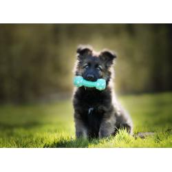 Maternelle pour chiots