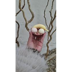 Bougie dôme 